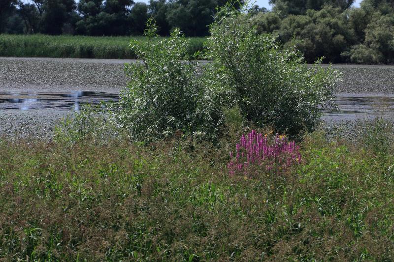 244-Delta del Danubio,7 agosto 2011.JPG